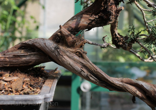 juniper bonsai